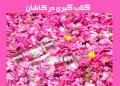 مراسم گلاب گیری کاشان