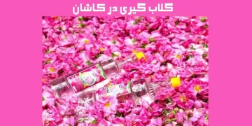 مراسم گلاب گیری کاشان