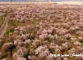 باغستان سنتی قزوین