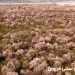 باغستان سنتی قزوین