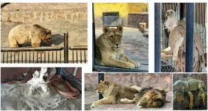 حیوانات باغ وحش